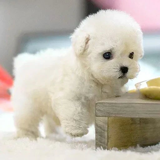 SnugglePup | Realistic Plush Dog – Comfort & Joy, No Care Needed