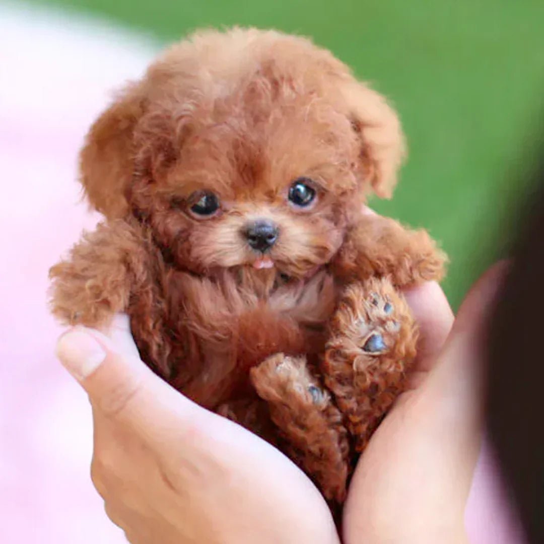 SnugglePup | Realistic Plush Dog – Comfort & Joy, No Care Needed