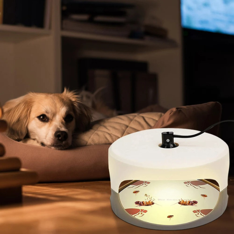 CalmCatch | Indoor Insect Trap and Catcher with Sticky Surfaces