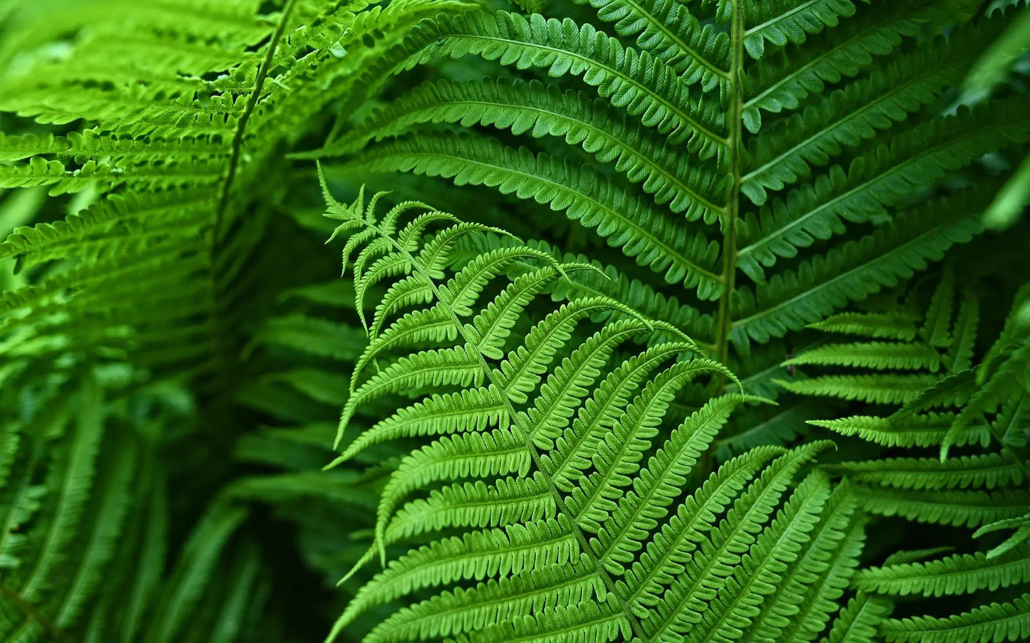 EverFern | Lush Artificial Boston Fern for Indoor & Outdoor