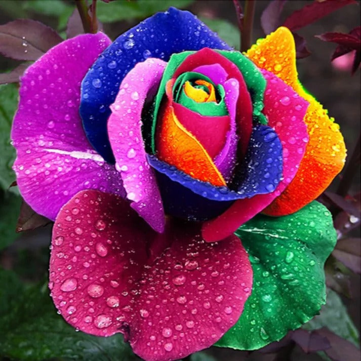RoseEase | Exotic Rose Seeds for Easy Cultivation