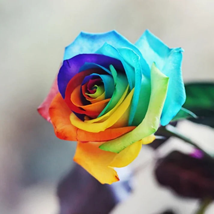 RoseEase | Exotic Rose Seeds for Easy Cultivation