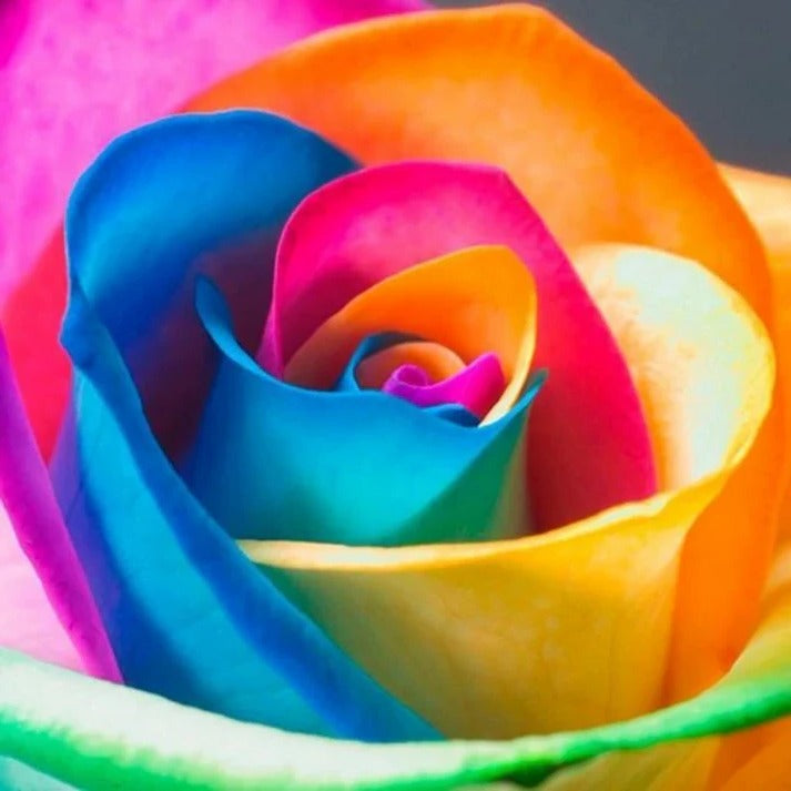 RoseEase | Exotic Rose Seeds for Easy Cultivation