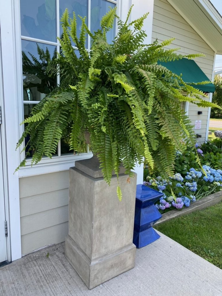 EverFern | Lush Artificial Boston Fern for Indoor & Outdoor