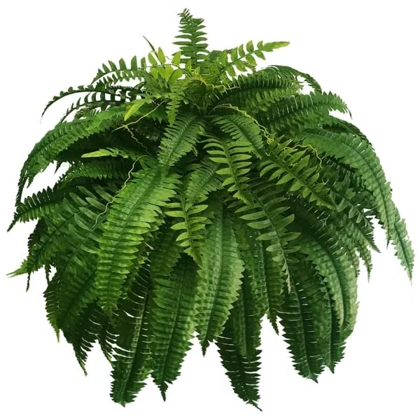 EverFern | Lush Artificial Boston Fern for Indoor & Outdoor