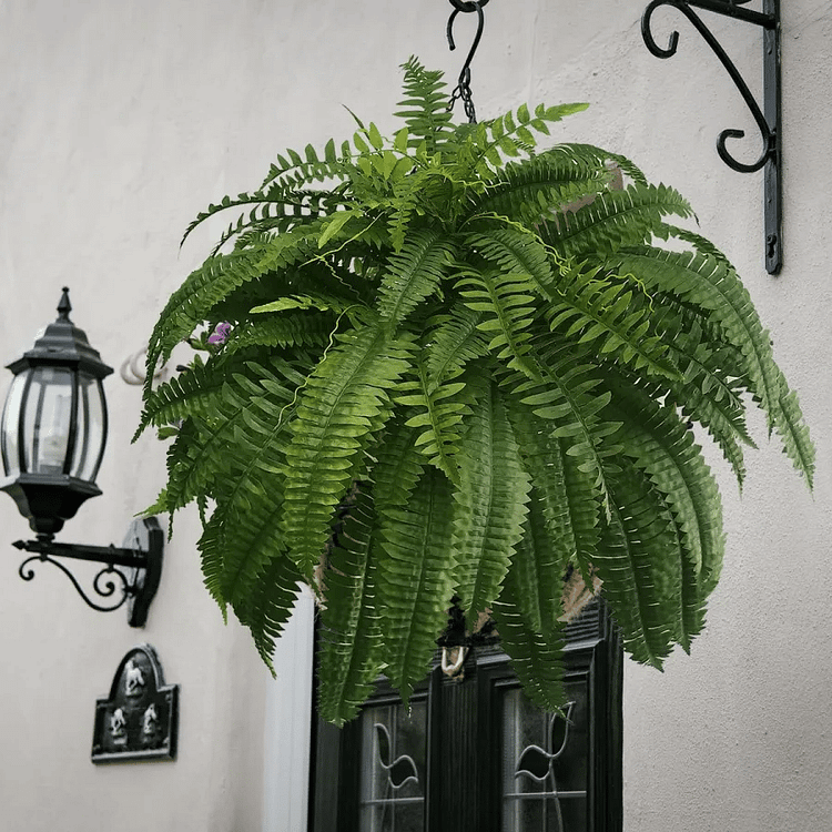 EverFern | Lush Artificial Boston Fern for Indoor & Outdoor