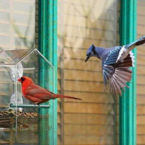 CrystalFeeder | Transparent Acrylic Bird Feeder Station
