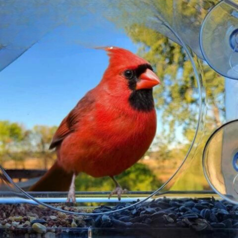 CrystalFeeder | Transparent Acrylic Bird Feeder Station