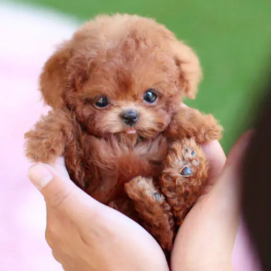 SnugglePup | Realistic Plush Dog – Comfort & Joy, No Care Needed
