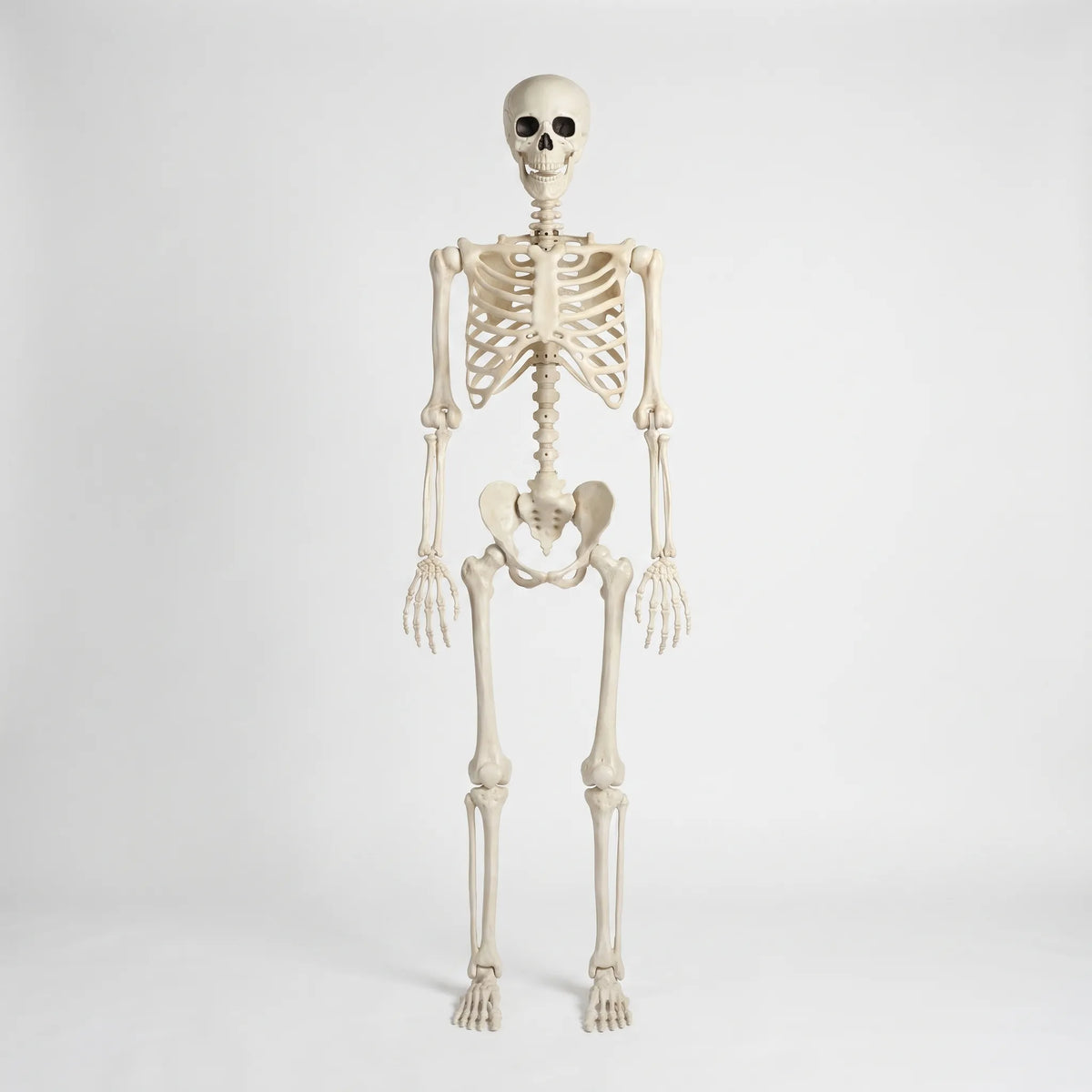 Bonefright - Giant Halloween Skeleton