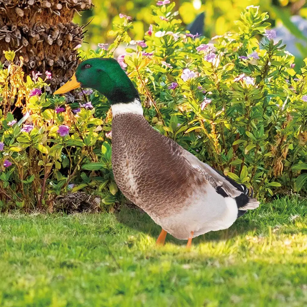 DuckDuo | Weatherproof Decorative Duck for Garden & Flower Bed