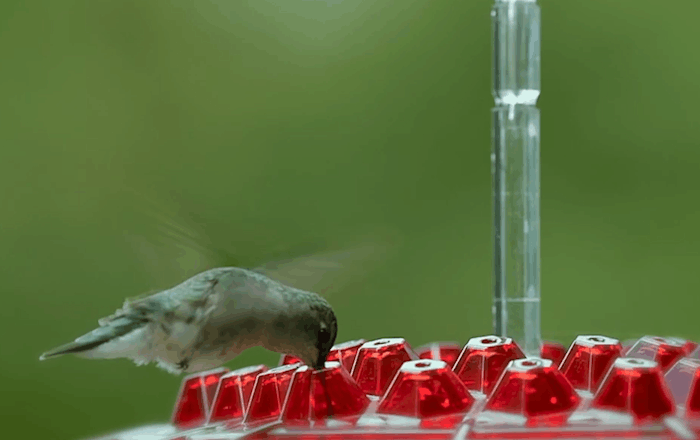 Hexaport - Hexagonal Hanging Bird Feeder