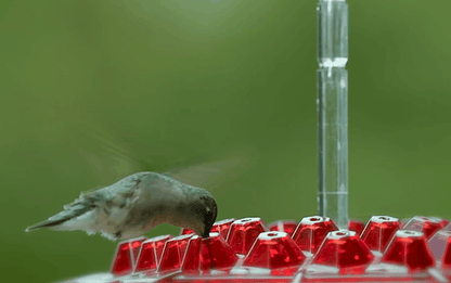 Hexaport - Hexagonal Hanging Bird Feeder