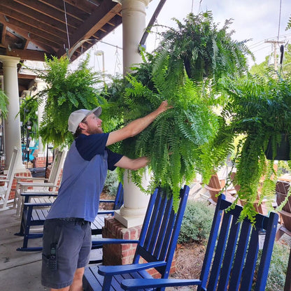 EverFern | Lush Artificial Boston Fern for Indoor & Outdoor