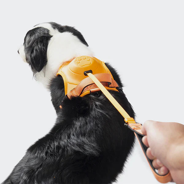 PawLink | Durable & Comfortable Dog Leash1