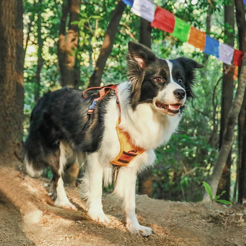PawLink | Durable & Comfortable Dog Leash6