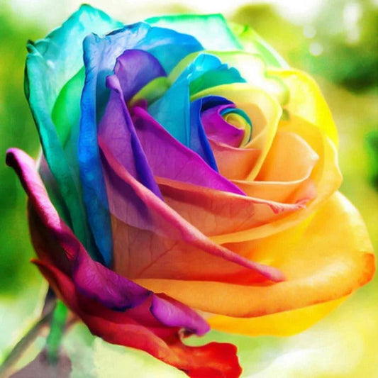 RoseEase | Exotic Rose Seeds for Easy Cultivation