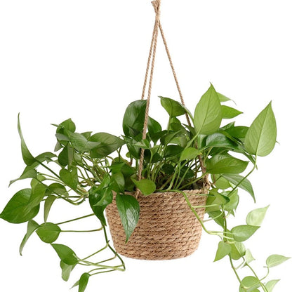 SwingScape | Minimalist and Elegant Woven Plant Holder