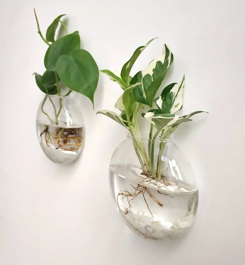 AquaPod | Oblate Form Glass Wall Planters