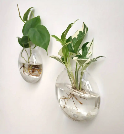 AquaPod | Oblate Form Glass Wall Planters