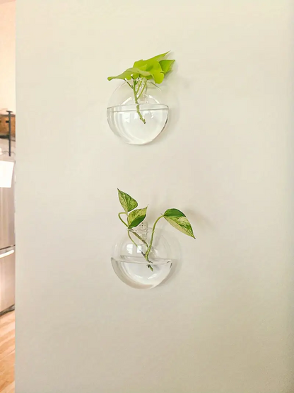 AquaPod | Oblate Form Glass Wall Planters